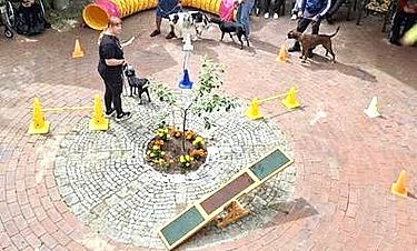 Trubel auf der Terrasse: Die Hundeshow kam an.