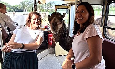 Direktorin Corinna Pieper (l) und Wohnbereichsleiterin Sonia Fietz staunten nicht schlecht, als ein Kamel seinen Kopf in den Bus steckte.