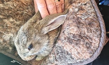 Berührende Momente gab es kürzlich beim Häschenstreicheln im Domizil.